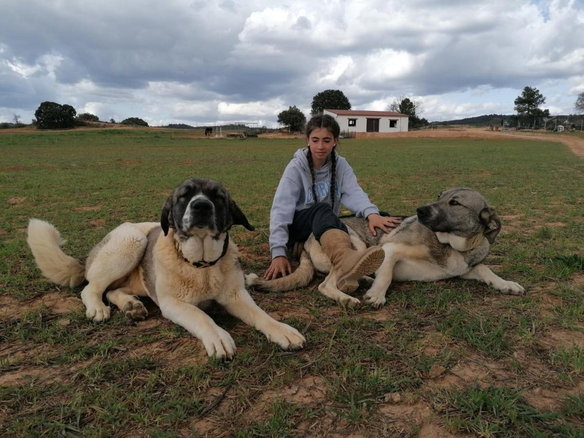 Casa Rural La Loma Nohales ภายนอก รูปภาพ